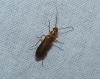 Nacerdes sp.